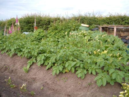 ~'potatoes are good to get the soil working and cover against weeds~