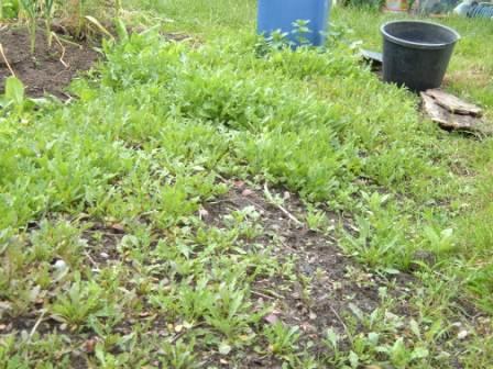 ~The innocuous plank in the corner of the rocket bed is a lure, heh heh heh~