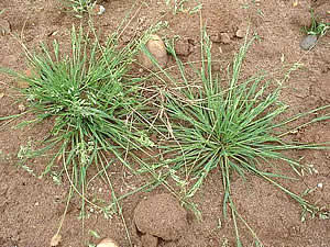  annual meadow grass 