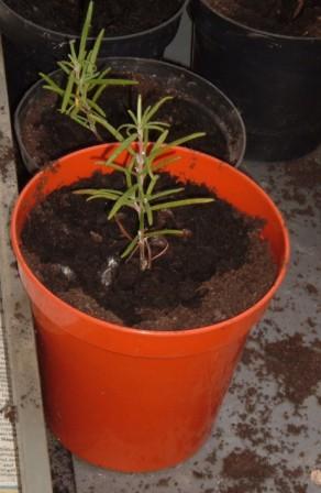 ~2, Rosemary Cuttings~