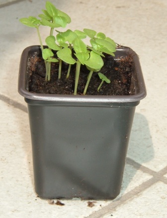 ~ Growing from seed~
