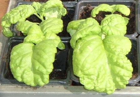 ~ Italian Basil ~