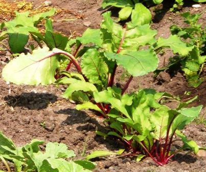 beetroot