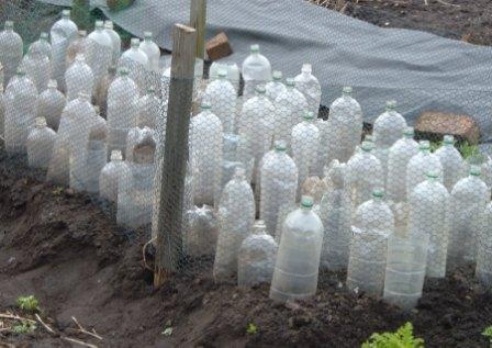 planting the broad beans