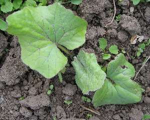  coltsfoot