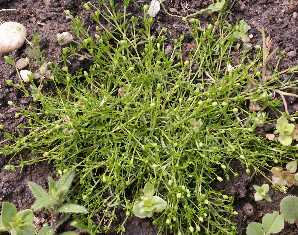  Common Pearlwort 