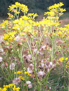  commonragwort
