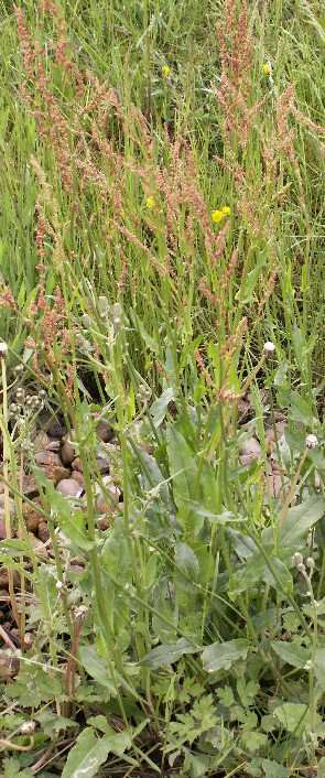 commonsorrel