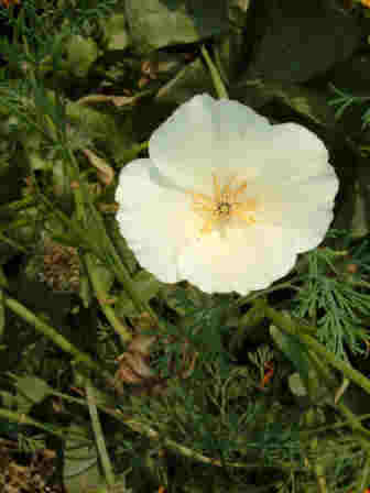 ~Californian Poppy~