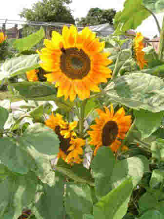 ~Sunflower~