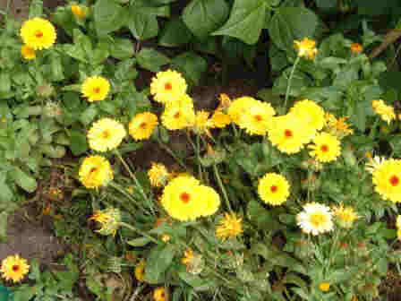 ~Pot Marigolds~