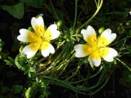 ~ Poached Egg Plant ~
