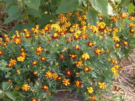 ~French Marigold~