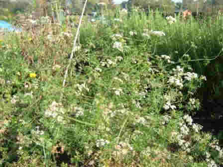 ~Coriander~