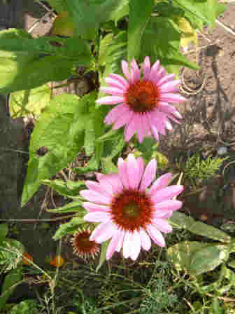 ~Echinacea~