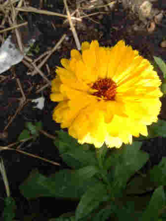 ~Pot Marigold~