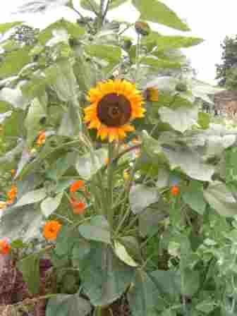 ~Sunflower~