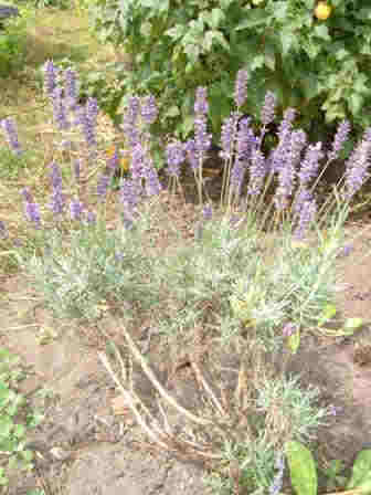 ~Lavender~