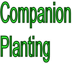 Companion Planting
