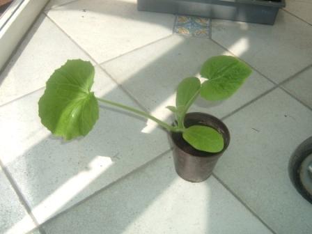courgette