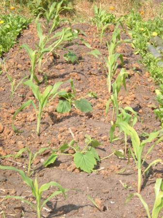 courgette 