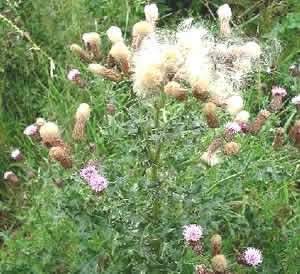  creepingthistle 