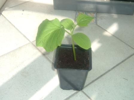 cucumber
