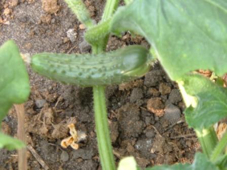  cucumber 
