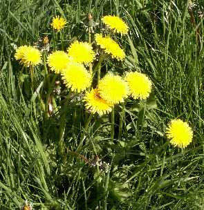  dandelion