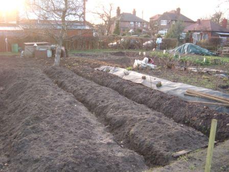 ~A raised bed, in its infancy~