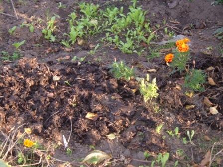 ~ Part rotted manur used as a mulch~