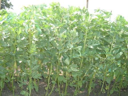 ~ Broad Beans need a good dousing at flowering time ~