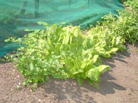 ~ lettuces will bolt- run to seed- in very dry weather ~