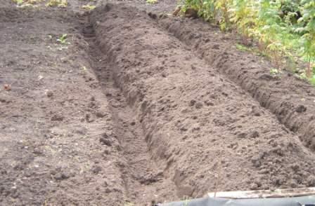 ~ a newly created raised bed ~