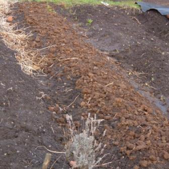 ~ Manure mulch on a raised bed  ~