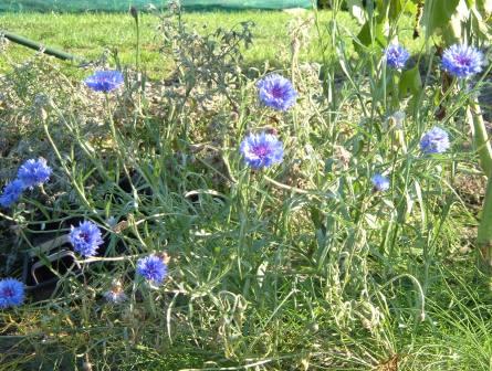 ~ a lovely Cornflower~