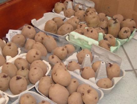 ~Chitting the potatoes~