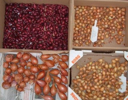 ~Onion sets and shallots<~