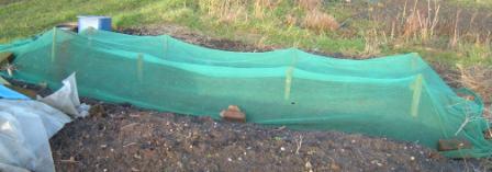garlic netted to stop birds pulling at them when they first appear