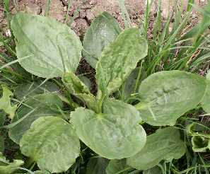  greaterplantain