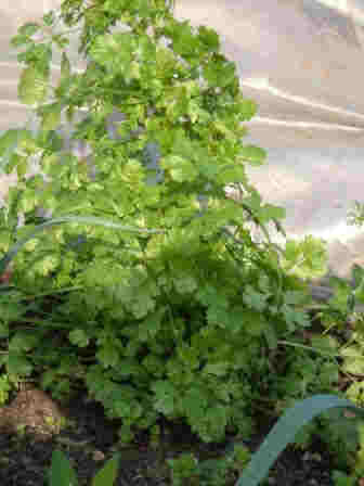 ~Coriander~
