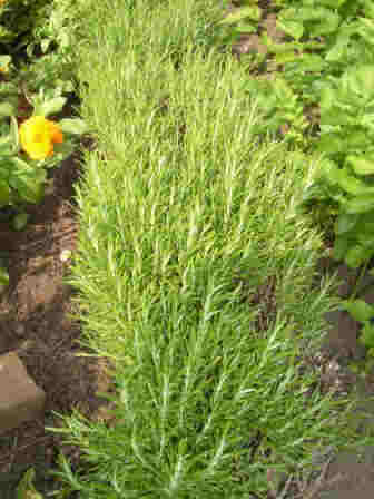 ~Rosemary~
