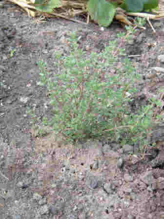 ~Sage grown from seed this year~