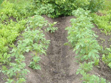 ~Earthed up early potatoes~