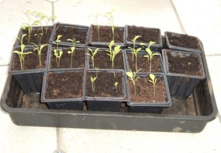 ~Lettuce getting started inside~
