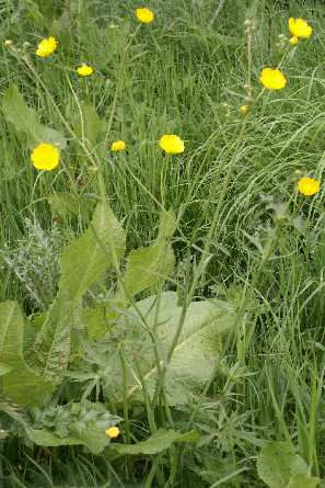  Meadow Buttercup 