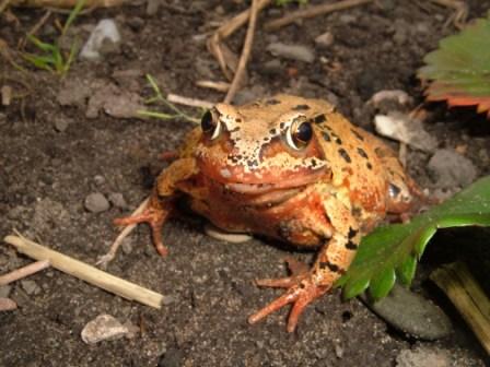 ~My friend, the slugfinder general~