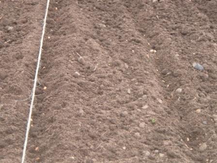 Planting in March