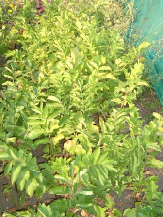 parsnips in august