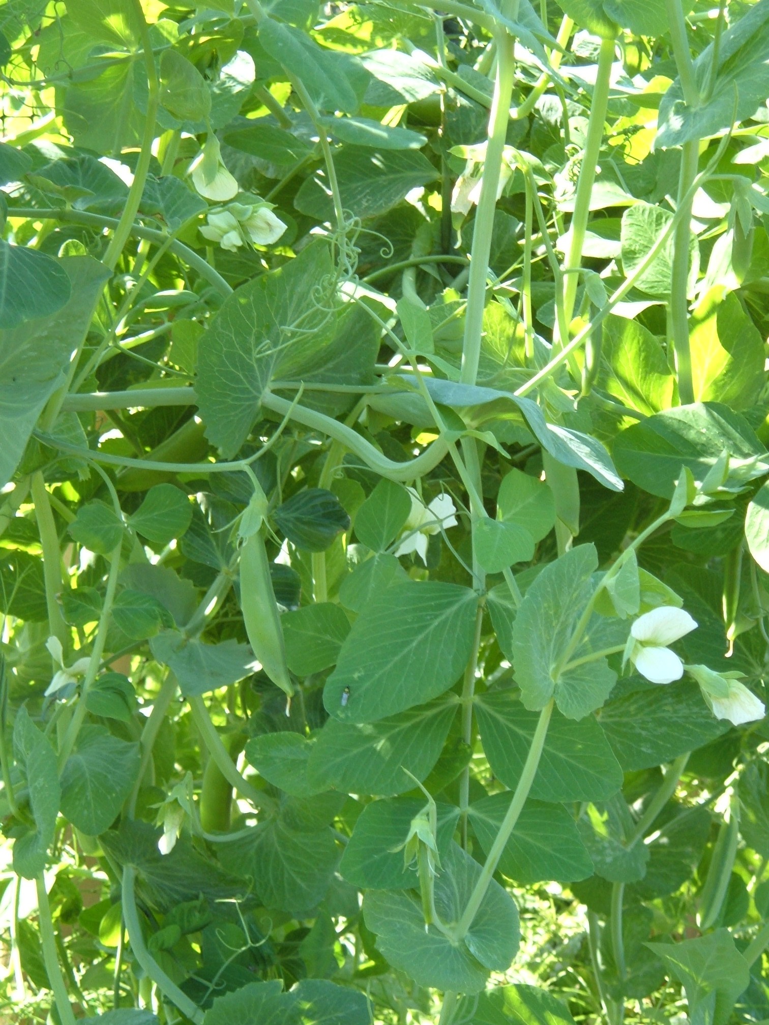  peas